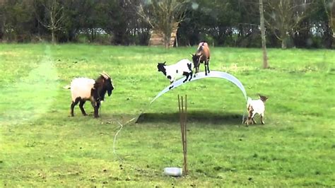 goats on sheet metal|Video: Fun.